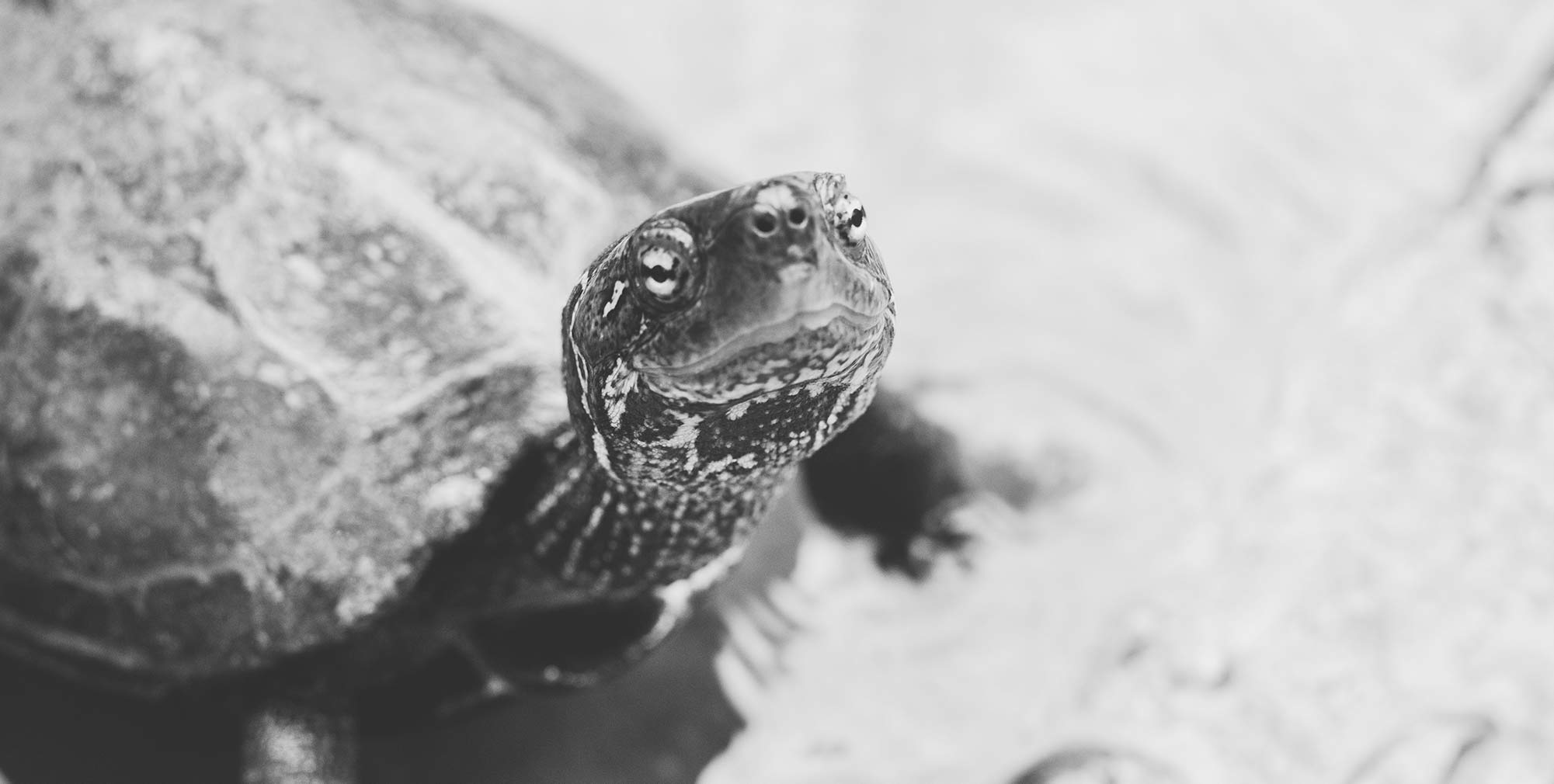 slow tortoise